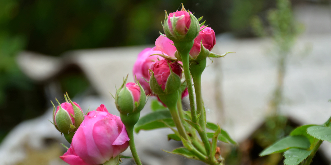Делюсь простой весенней подкормкой для Роз, дающей пышное и яркое цветение (кусты активно тронутся в рост и порадуют пышным цветением)