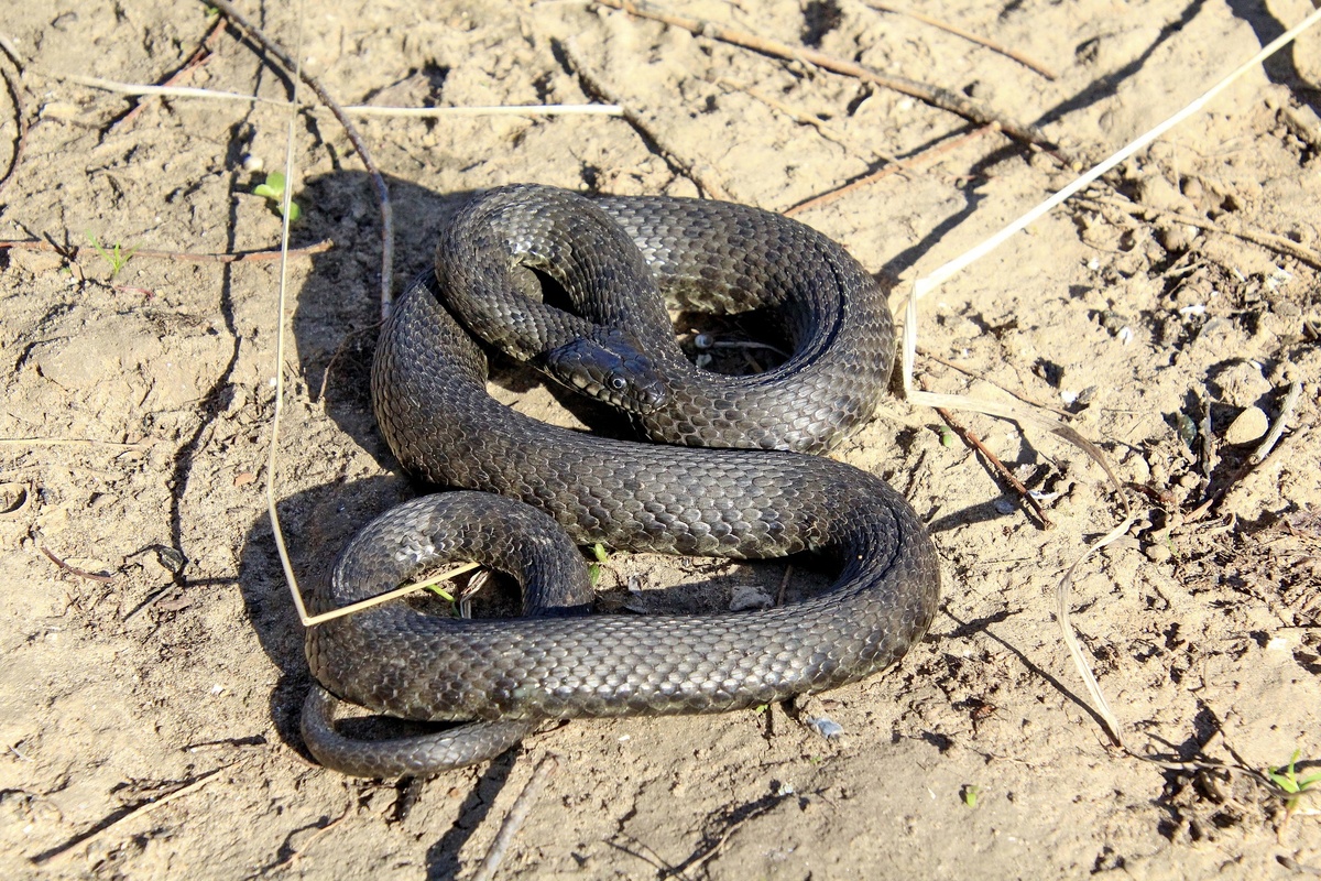    Источник фото: Национальный парк "Самарская Лука"