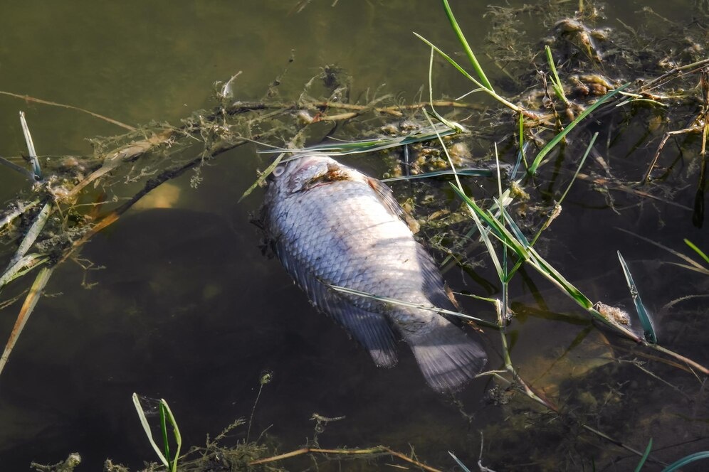 Фото и видео: ru.freepik.com, сообщество «Barnaul 22