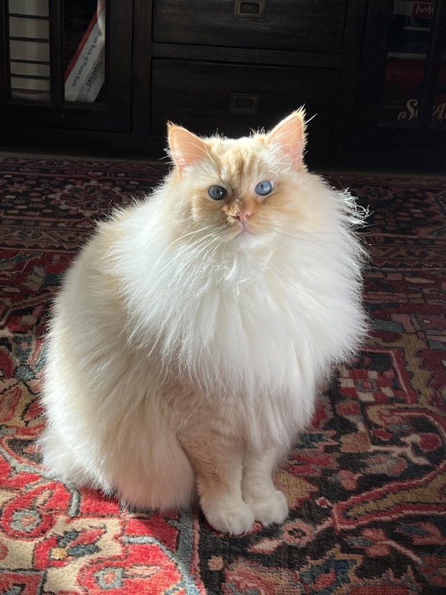 Кот из Инета. Немного похож на героя моего рассказа.