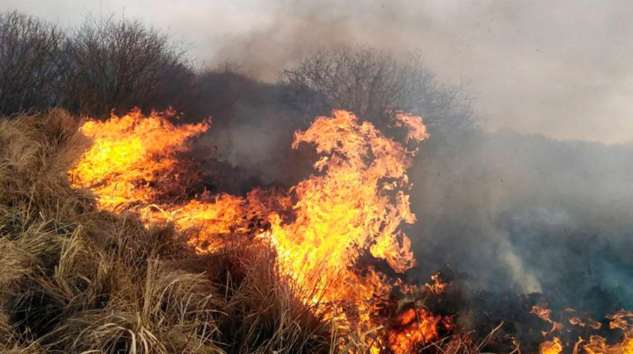     В Беларуси за сутки ликвидированы 9 лесных и 76 пожаров травы и кустарников