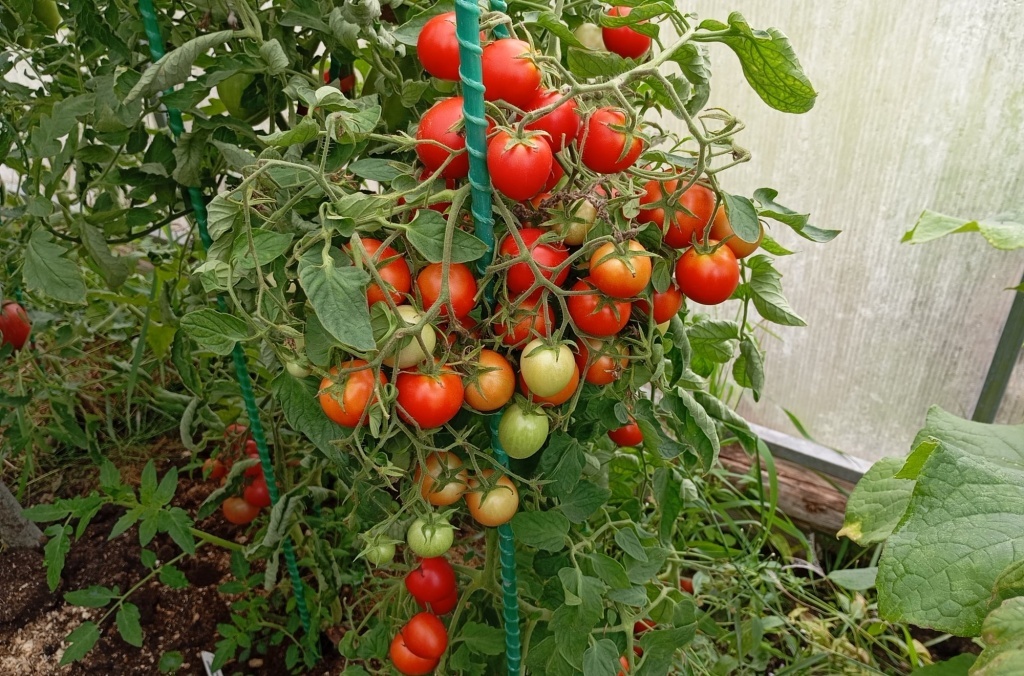  Томат Вкусника