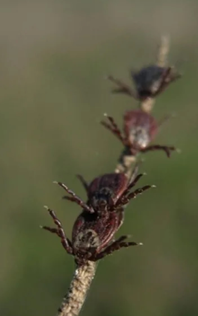 Чаще всего товарищ тусит на сухой или просто высокой траве, высматривая, к кому бы прицепиться. Фото из сети