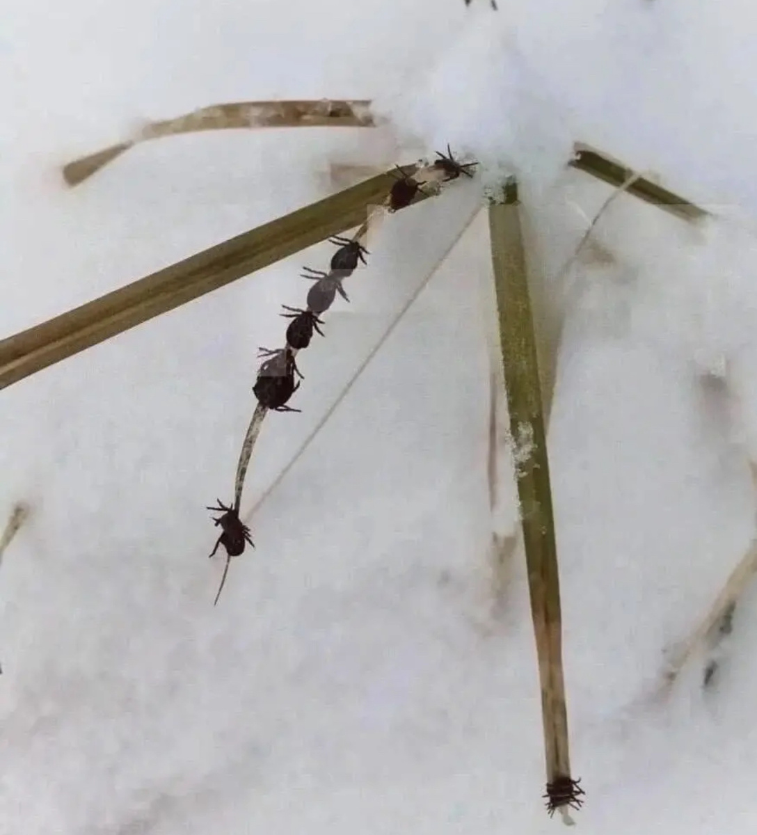 Для того, чтобы клещи активизировались и проснулись достаточно всего 7-8 градусов тепла. Фото из сети