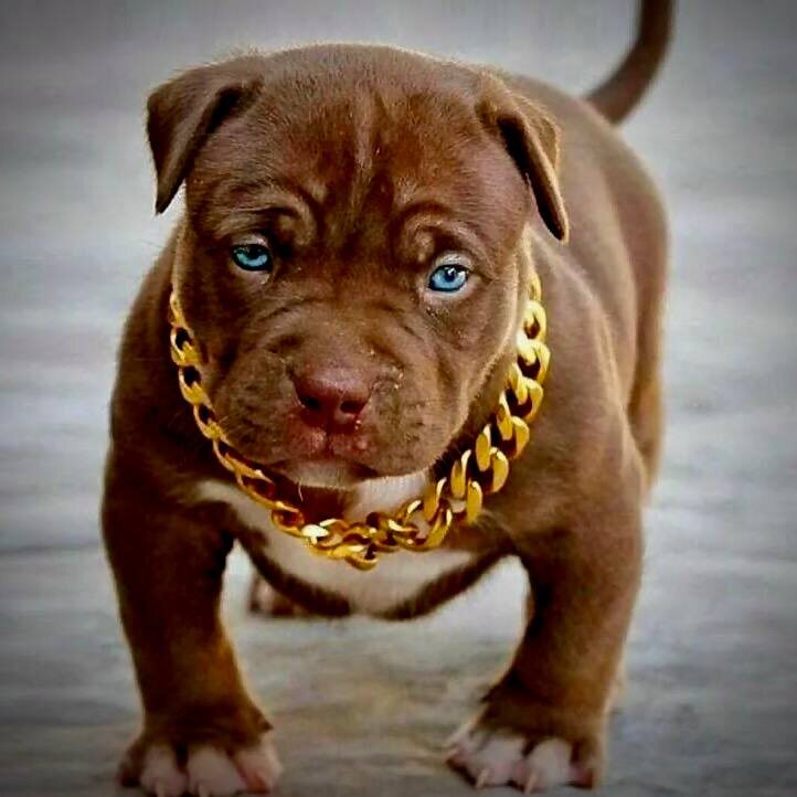 #Питбуль #ВыборЩенка #СобакаМечты #ДиванныйТерминатор #ГотовКПодвигам 😆🐾