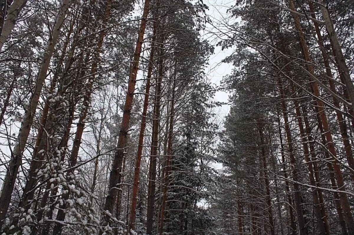    В Пермском крае второй день ищут заблудившихся в холодном лесу подростков