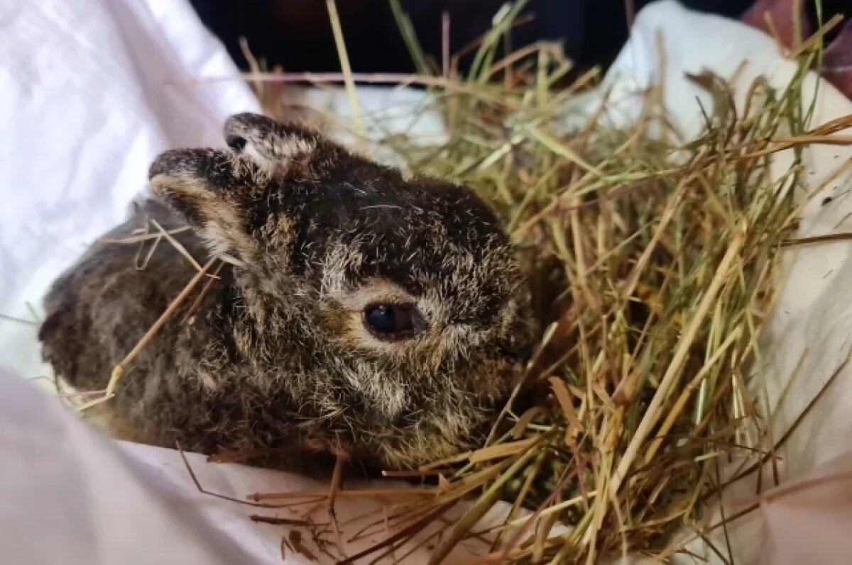    Пострадавший при пожаре под Калугой зайчонок идет на поправку