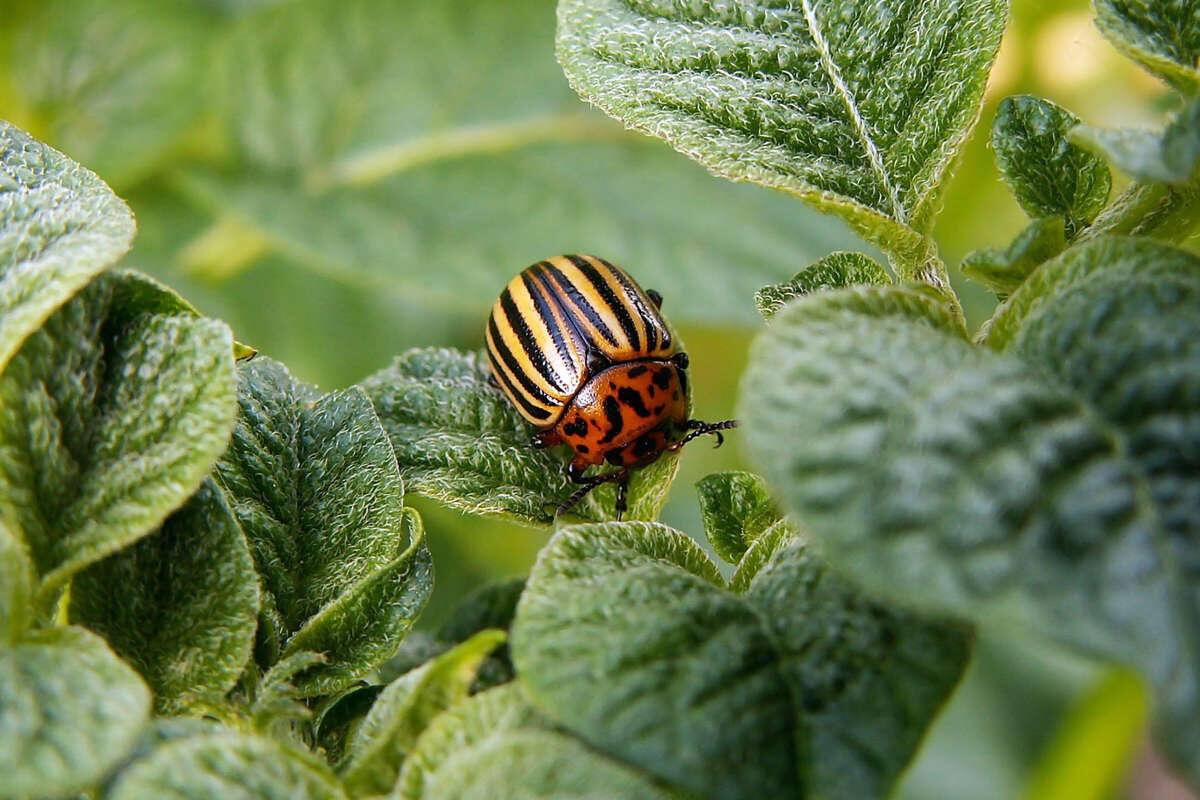 Колорадский жук
