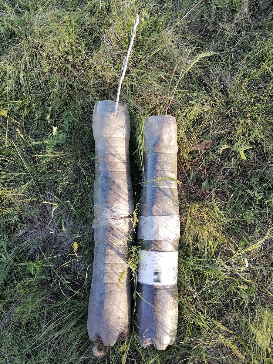 Пример - как выглядят саженцы перед посадкой. У бундука мощный корень пророс наружу