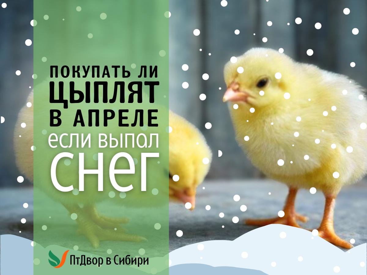 Снег в апреле — не повод откладывать покупку цыплят
