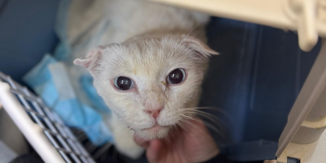 ❗ДОМА❗🆘SOS! Очень нужна помощь с передержкой кошке с диабетом!🆘