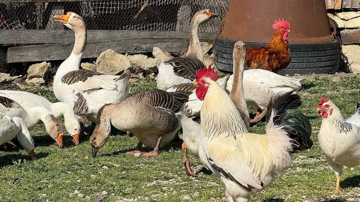    Фото: телеканал «Краснодар»