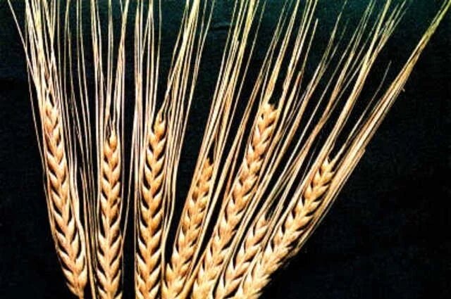    Какие сорта волгоградских селекционеров завоевывают поля региона?