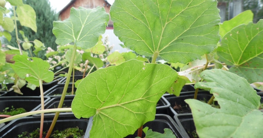 Ревень – польза, сорта, выращивание, использование