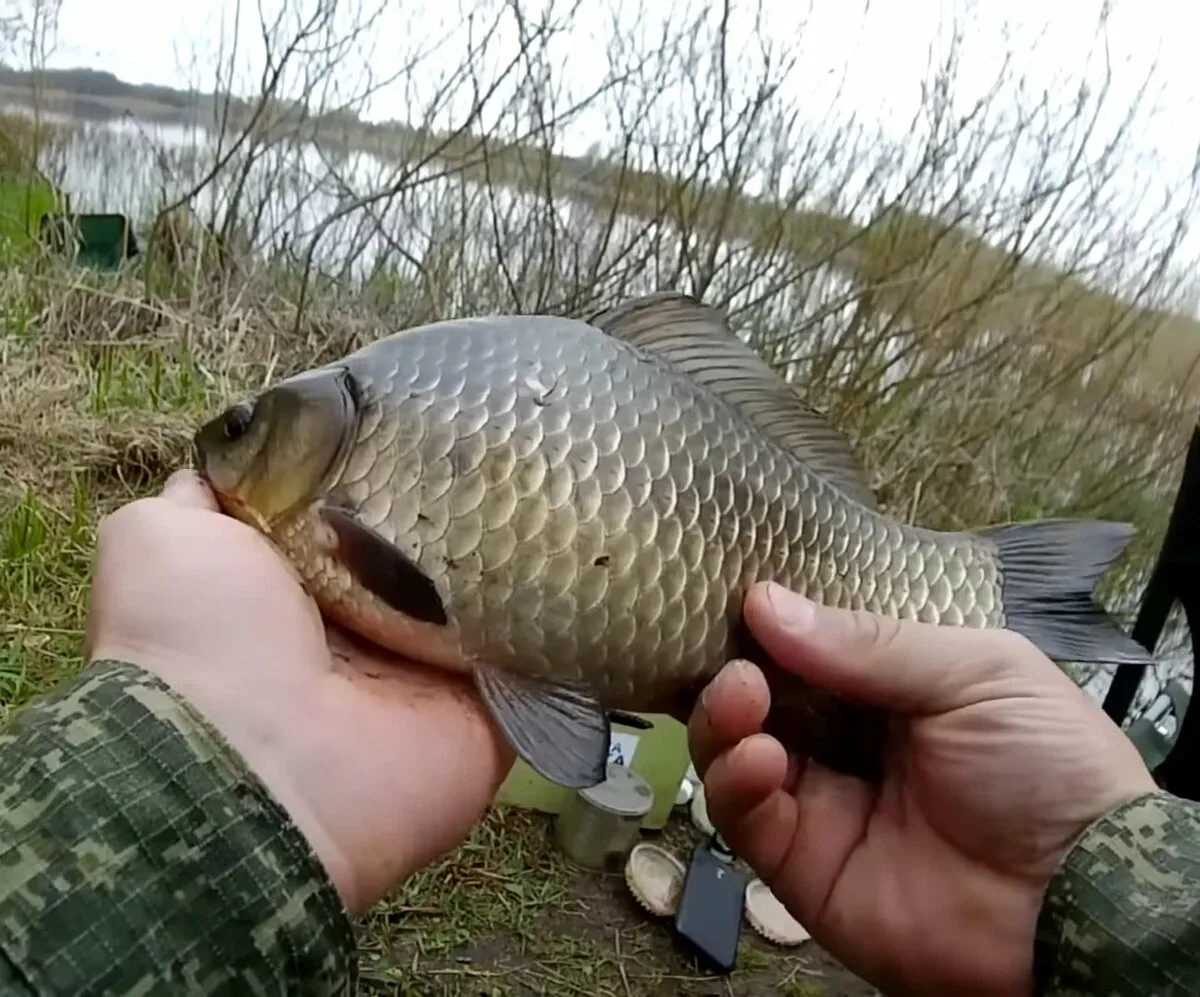 Фото с сайта: https://avatars.dzeninfra.ru