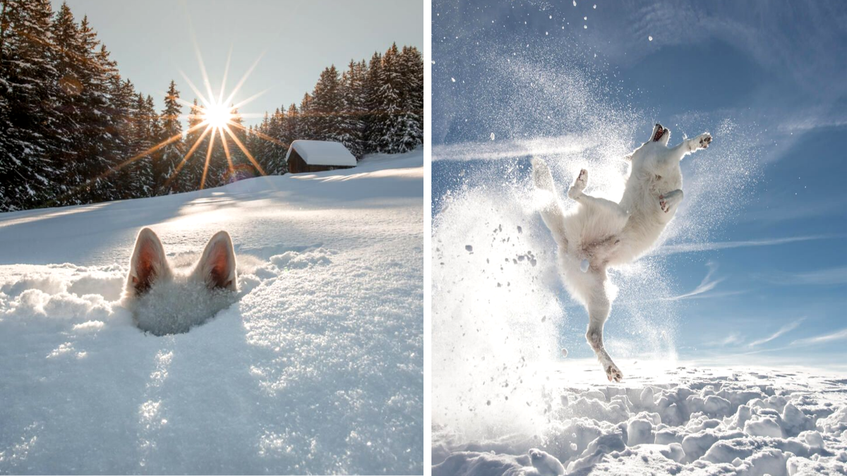 Питомец Сильвии Мишель взял почетный диплом в категории "Собаки"