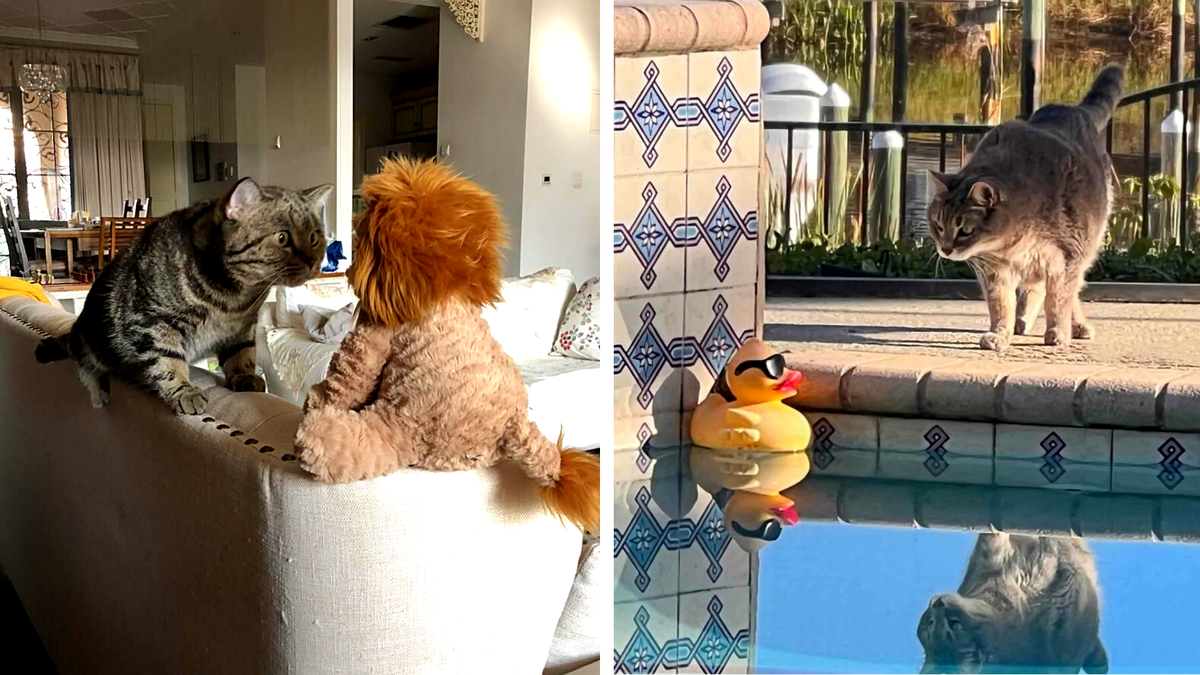 Котики жгут, как всегда! В том числе и на этом мероприятии! "Ты вообще кто такой?!" словно вопрошают питомцы Сильвии Дзян (слева) и Дайанн С. (справа) попавшие в шорт-лист 