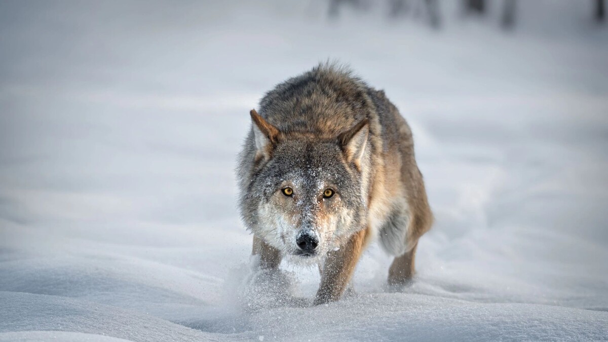    Фото: Vlad Sokolovsky/Shutterstock/Fotodom