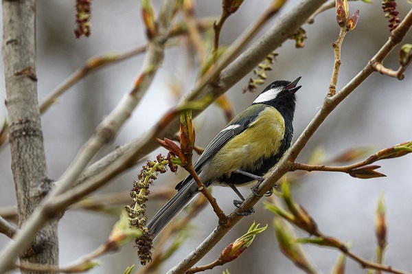 Фото: Сергей Булкин/ТАСС