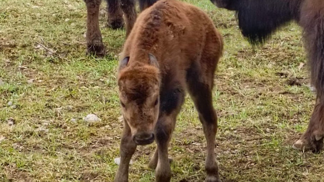 Фото: Парк семейного отдыха "Зубровник"