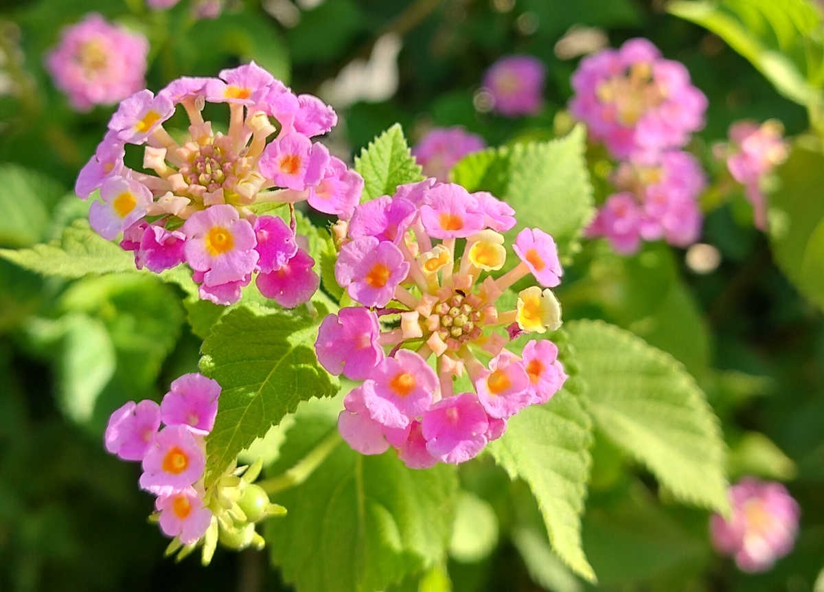 Кто сказал, что мой свет лучше твоей тьмы? — Дэниел Киз, «Цветы для Элджернона»