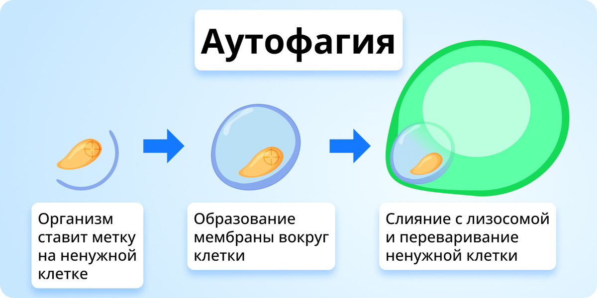 Зачем на самом деле нужна аутофагия?