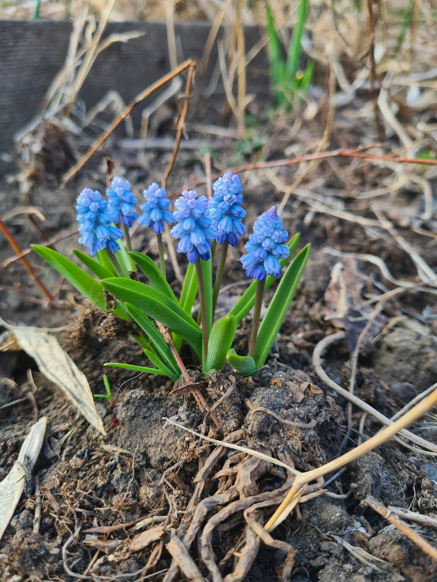 мышиный гиацинт