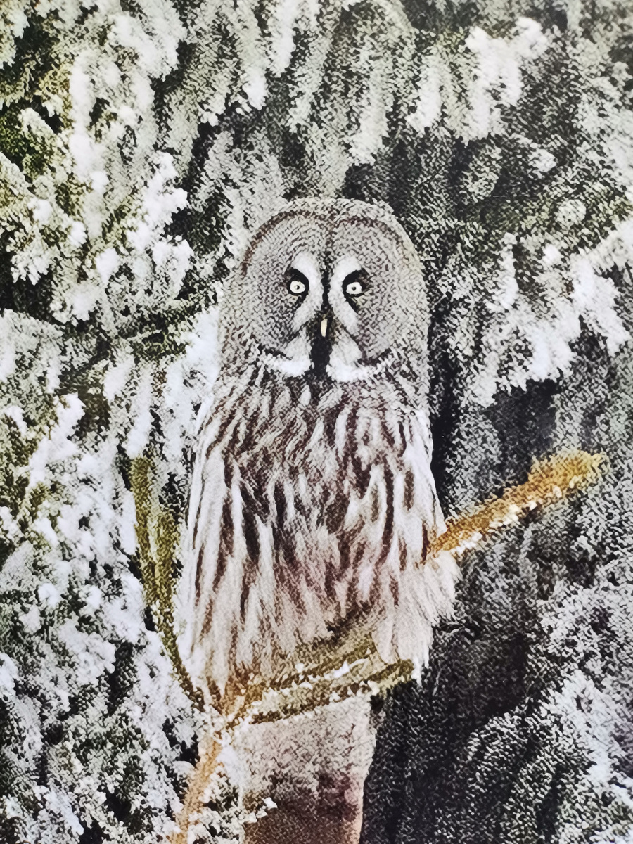 Сова олицетворение мудрости, покоя и бесшумности. Где здесь финансы? Финансы в мудрости!