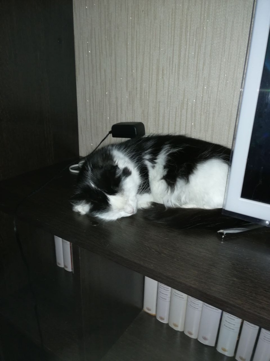 Одно из любимых мест Лизы - на полке у телевизора. Всегда боюсь, что уронит.