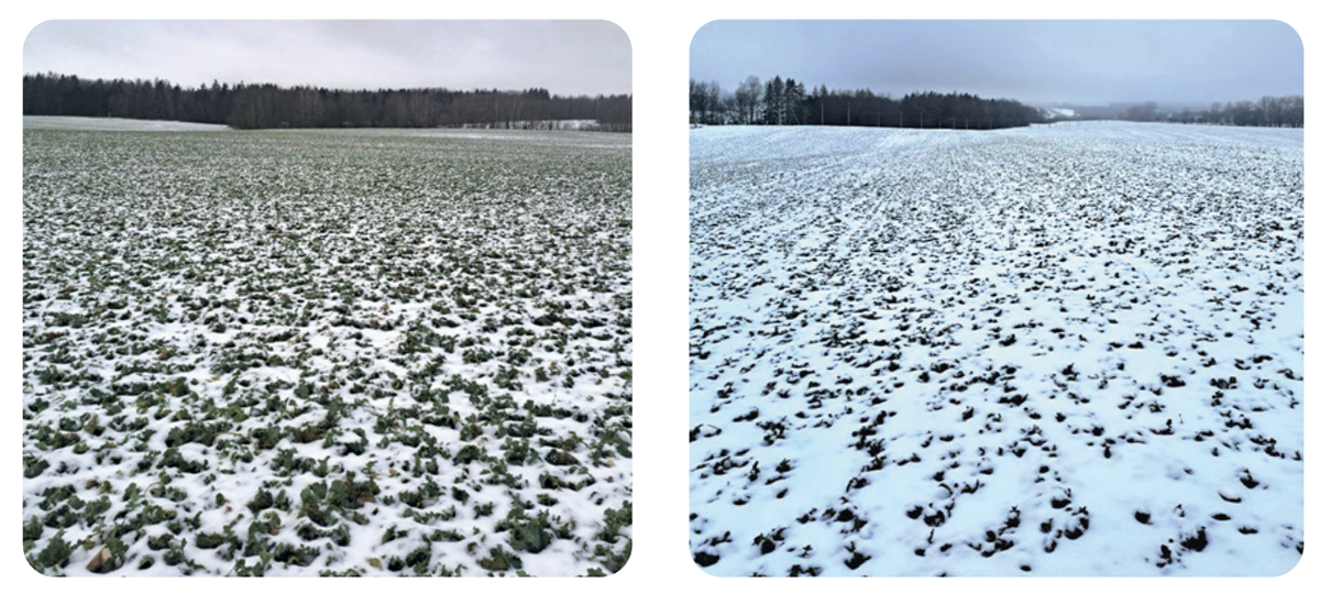 Поля озимого рапса в зимний период, сезон 2024-2025 года