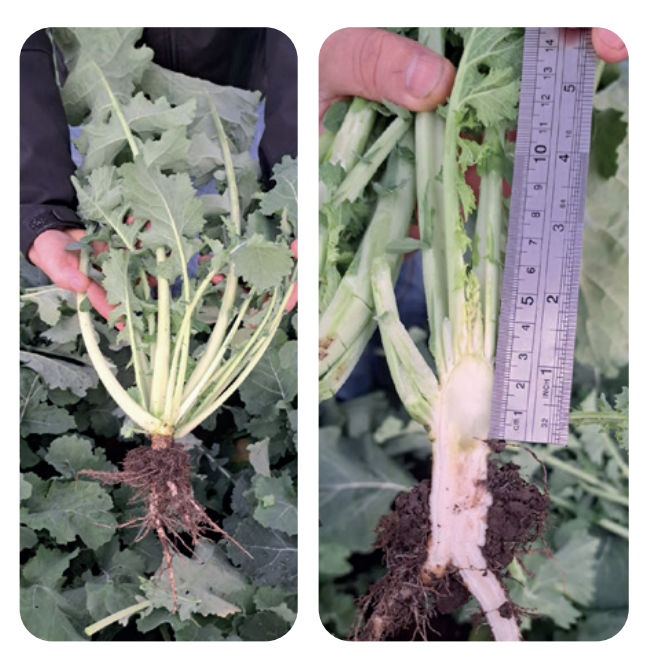 Растение рапса, готовое к уходу в зиму, гибрид Абсолют компании «Лимагрен», хозяйство ОАО «Новая жизнь», Несвижский район, Минская область