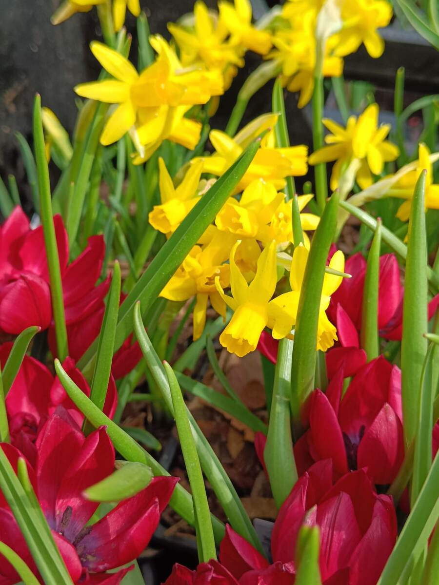 Нарцисс 'Heart to Heart' и тюльпан льнолистный