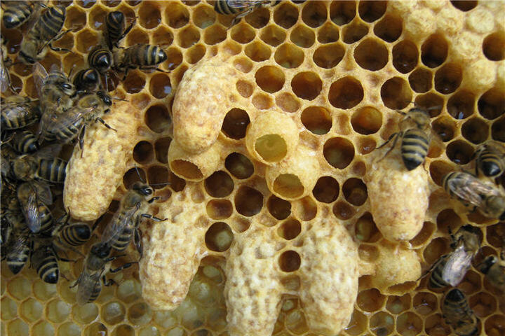 Маточники печатные и открытые, мисочки.