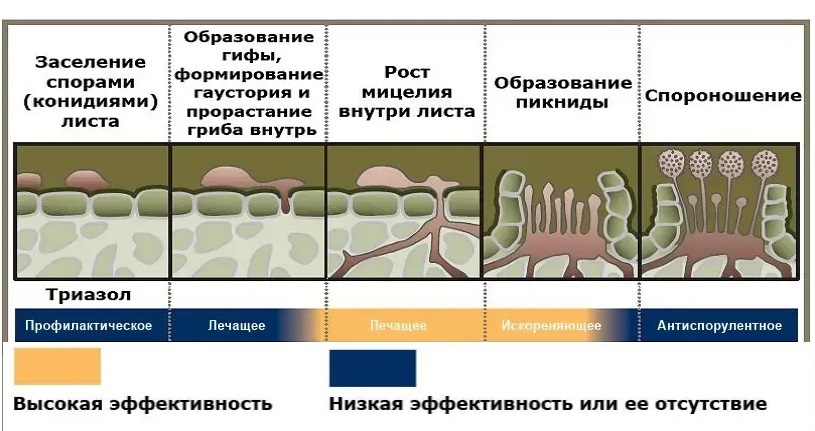 Эффективность триазолов. Фрагмент иллюстрации с сайта direct.farm