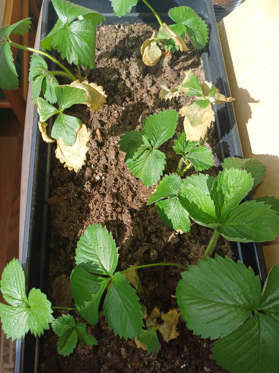 Первая партия