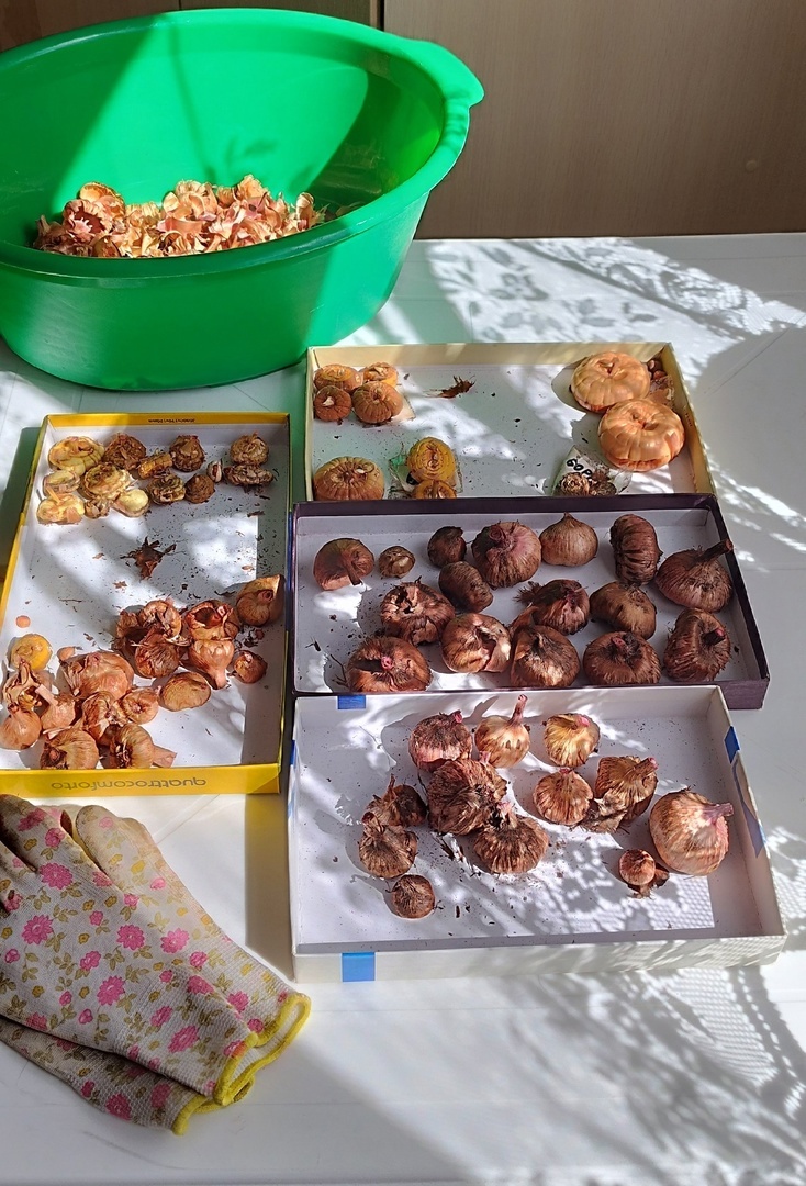 Для хранения, в пакеты, раскладывала по сортам. По крайней мере старалась так разложить.