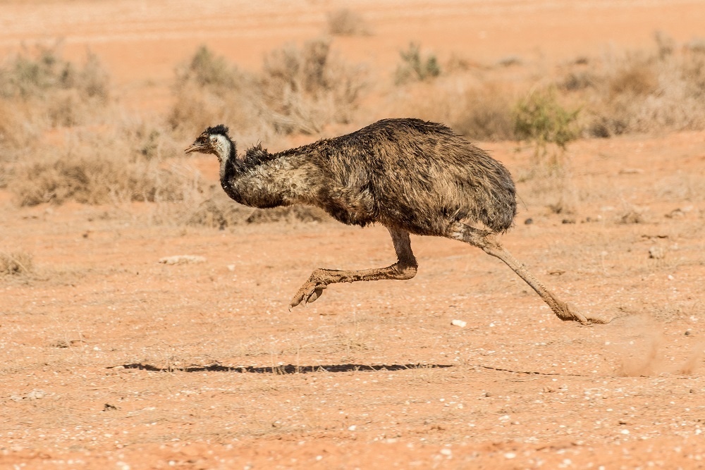     Эму может передвигаться со скоростью около 50 км/час. Фото: Ken Griffiths/Shutterstock/FOTODOM
📷    В октябре 1932 года в Австралии началась «война с эму». Фото: Lukas_Vejrik/Shutterstock/FOTODOM
📷    Но птицы бегали так быстро, что в них было трудно целиться. Фото: Matt Deakin/Shutterstock/FOTODOM
