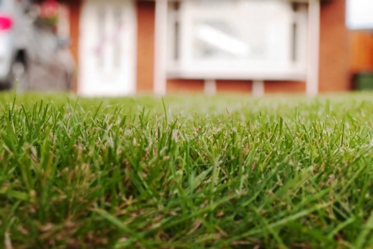    Чем быстрее вы «вычешите» газон, тем быстрее трава начнет зеленеть и расти.