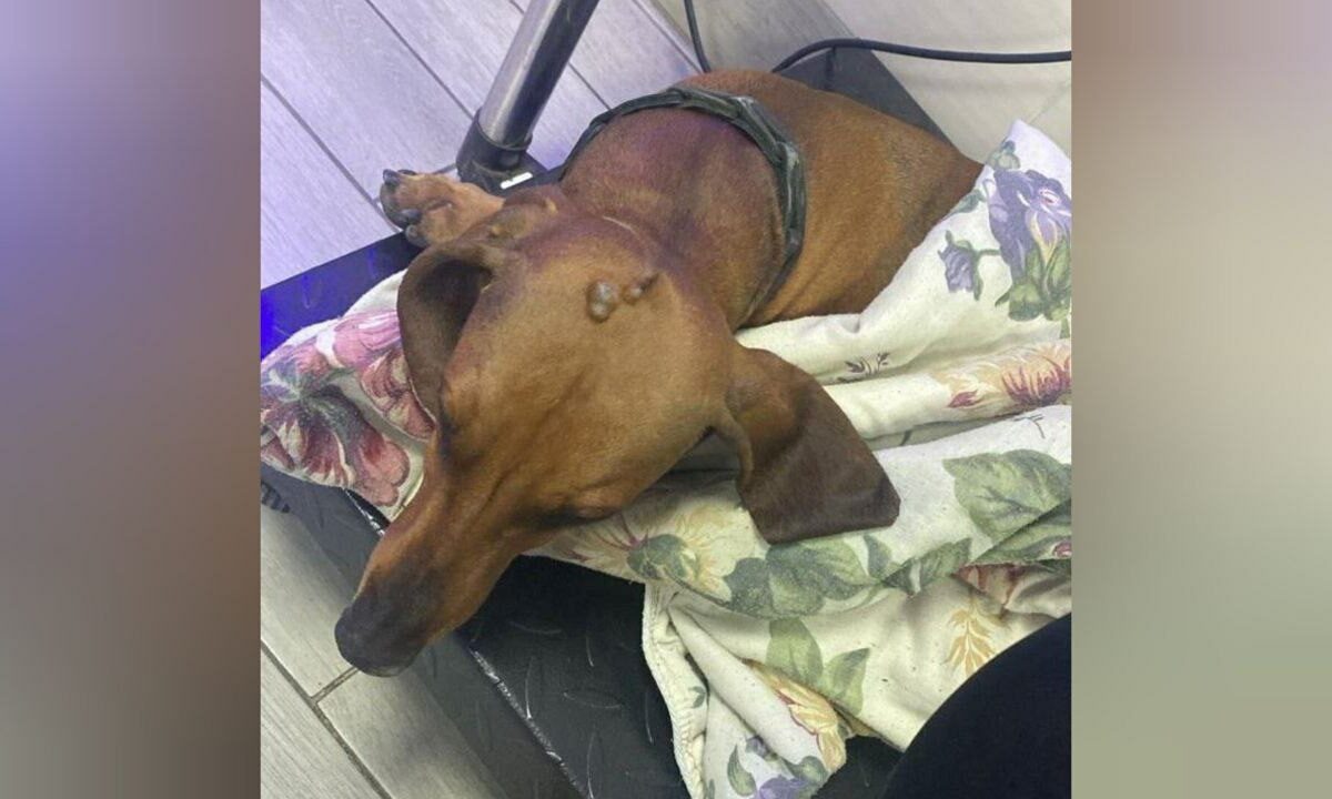    Фото t.me/shanhai_krasnodar