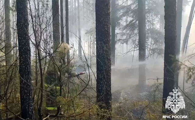 59 пожаров в Тверской области за выходные. Горела лесная подстилка