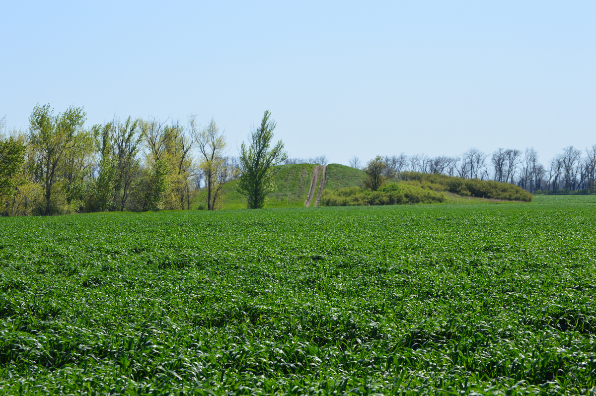 Фото автора. 19.04.2025. Озимое поле агрофирмы. Выход растений в трубку.