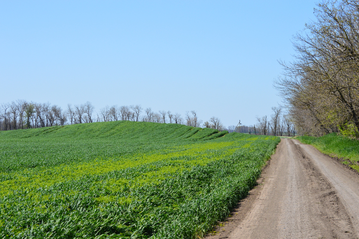 Фото автора. 19.04.2025. Полевая дорога на краю озимого поля.