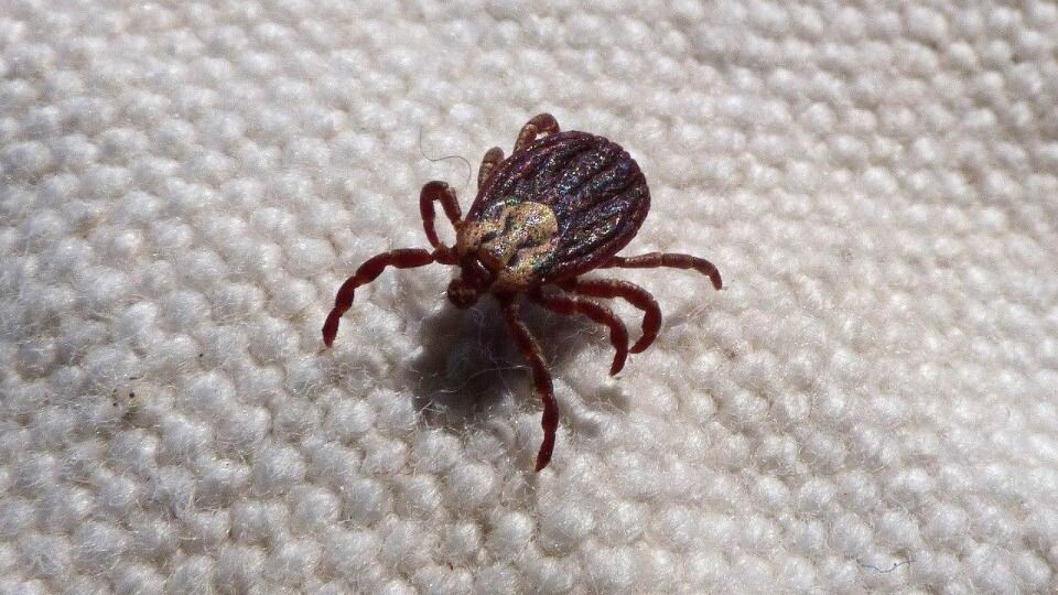    Клещ. Источник: pixabay.com