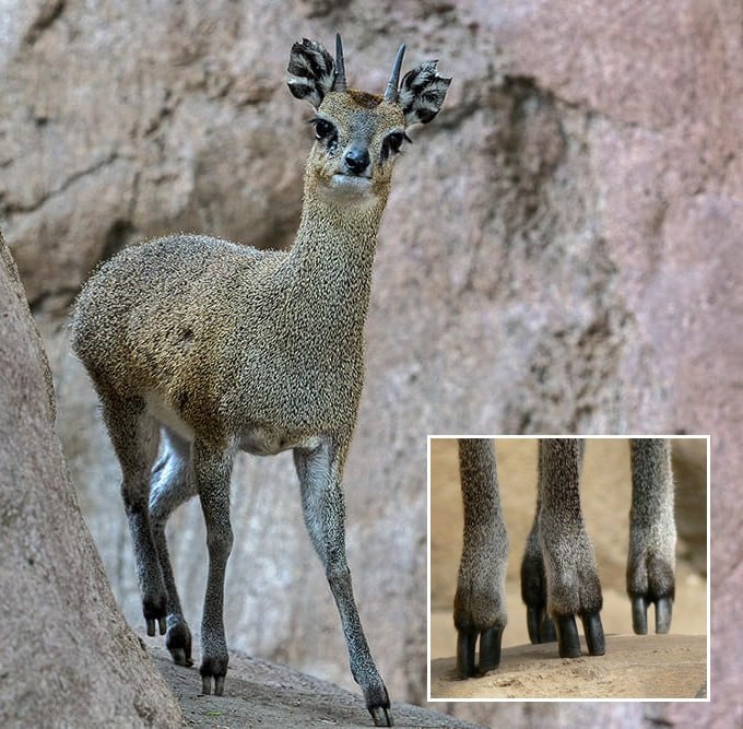 Клиппшпрингер