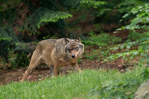 Фото из Яндекса