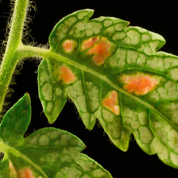 Первоначальные признаки отека (небольшие волдыри) могут приводить к последующей гибели растений.