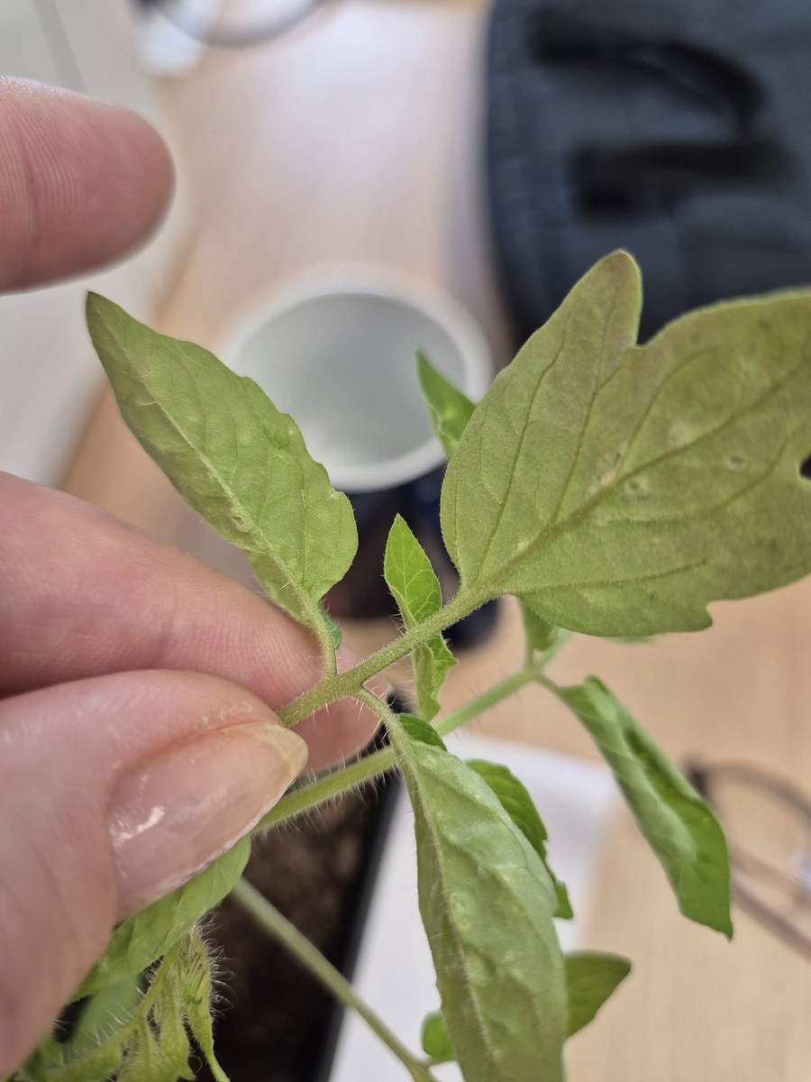 Начало оэдемы на листьях томата. Еще не опасно, но уже тревожно.