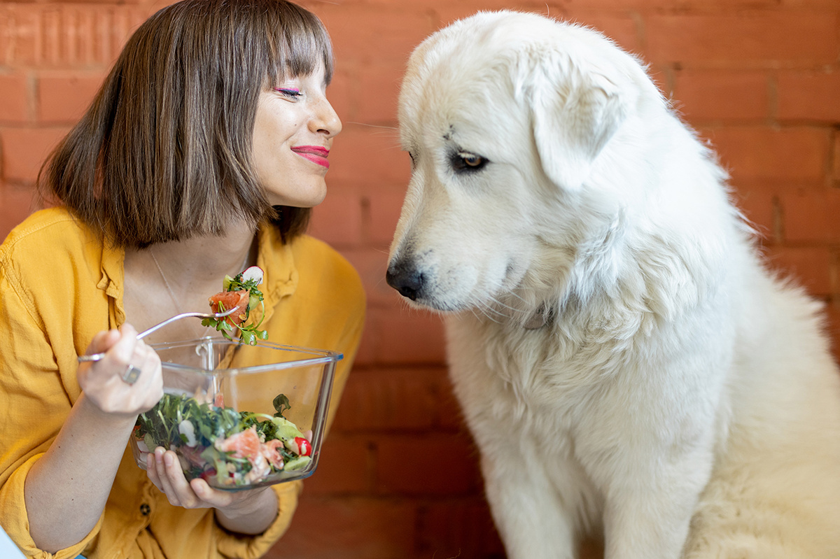 Если собака постоянно ест несъедобное, это повод обратиться к ветеринару