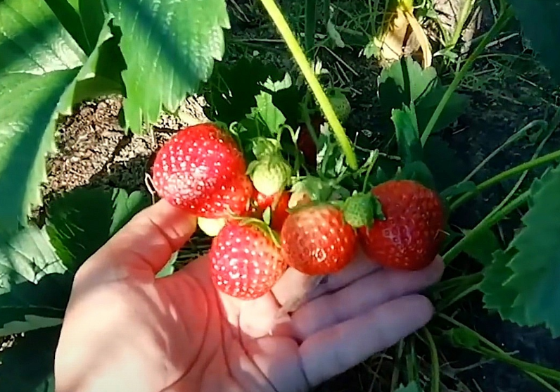 самые вкусные сорта клубники