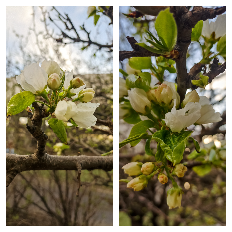 Жалко, что один раз в год сады цветут.. 